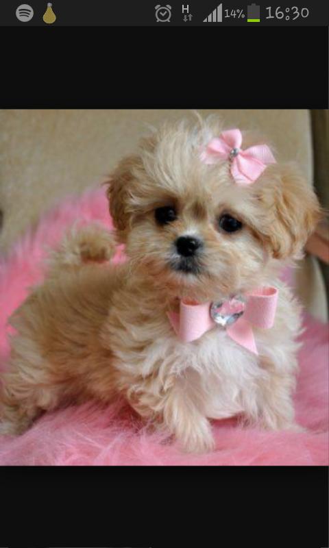  Happy Birthday. Thought you\d like the pink bows! 