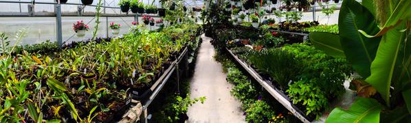 CorkiGray's tweet image. @Morrison_Center in Scarborough open for a special SATURDAY SALE tomorrow, 6/6 from 9am-2pm! #maine #gardening