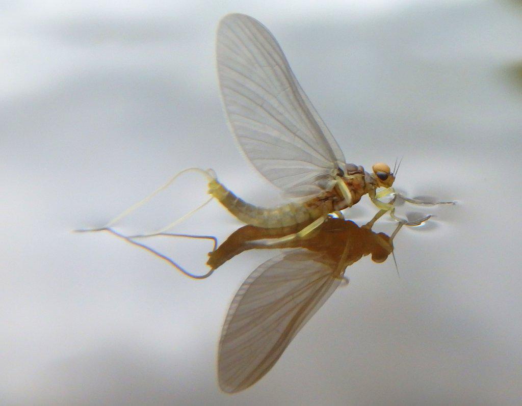 paulprocter's tweet image. Taking snaps of flies up close gives you a different slant on imprint...note the hooped over tails on this Med Olive