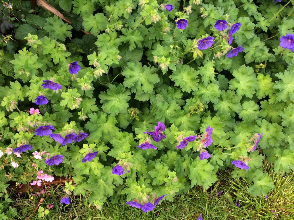 Day 5 #30DaysWild <a href="/30DaysWild/">#30DaysWild from The Wildlife Trusts</a> Pretty surprises in my garden as I moved here last year &amp; don't know what is planted!