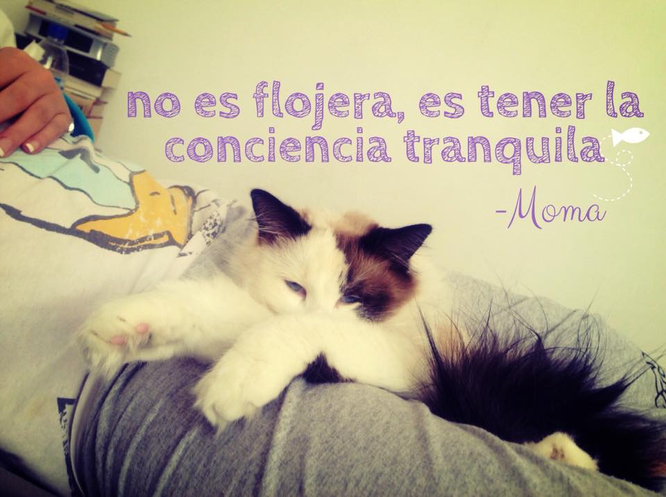 #SomosDosGatos #PilloyMoma Los gatos nunca tenemos flojera, tenemos la conciencia tranquila