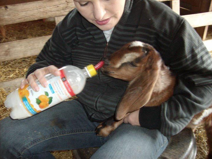 Chevy_mama's tweet photo. @1029Klite #102DaysOfSummer #NewbabyGoats at petting farm #SmithvilleOntario lots of things to do in #Niagara http://t.co/IN0OY9RY8Y