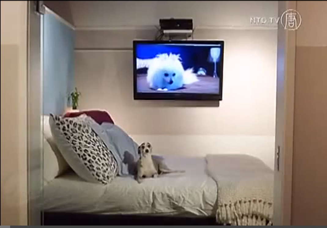The ultimate in luxury for dogs – but how much is too much? fordogloversonly.wordpress.com/2015/06/05/the…