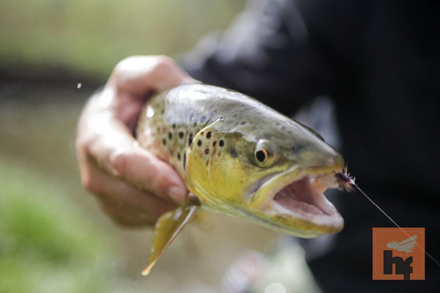 HopperStore's tweet image. Happy Friday! What's on your agenda for the weekend? Fishing, fly tying, planning, organizing...#Flyfishing