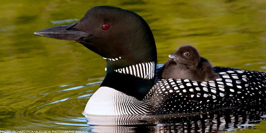 audubonsociety's tweet photo. Happy #WorldEnvironmentDay!  Learn how you can help protect birds for future generations  http://t.co/Kn9AyvuC1D http://t.co/f4NZgaMflp