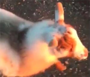 GFH Multimedia tweet media