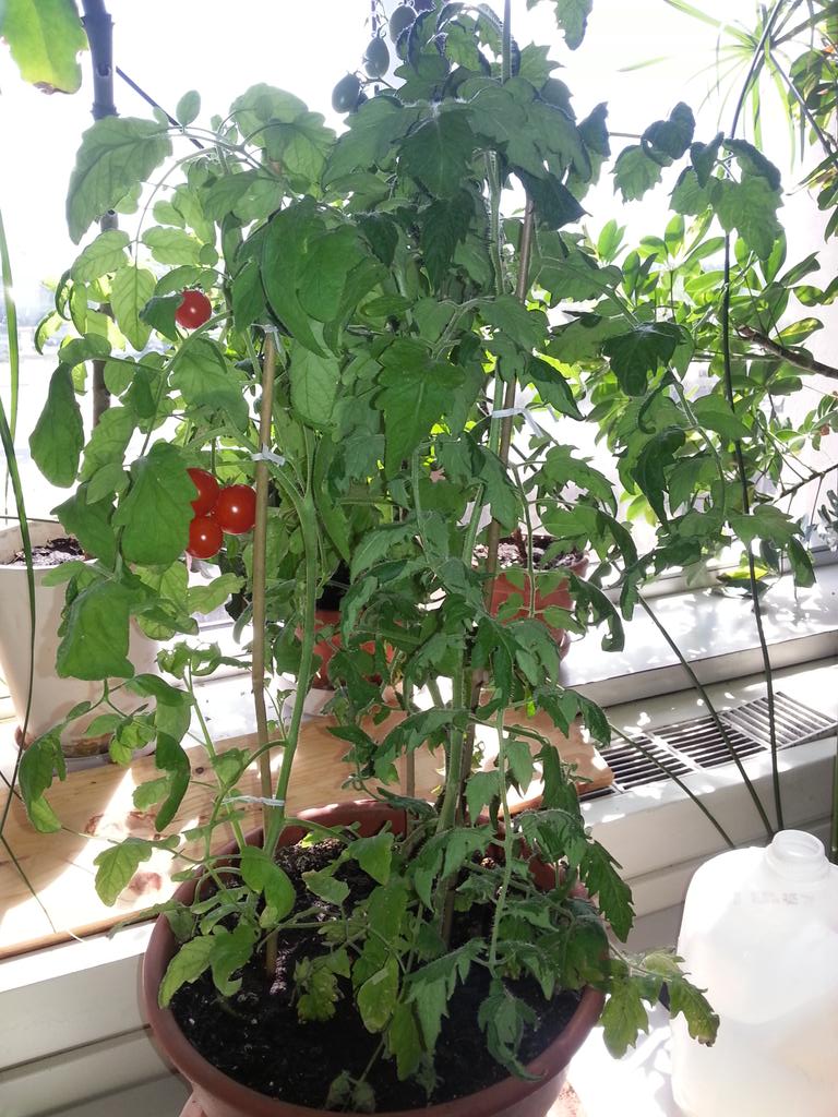 Office tomatoes starting to ripen, yummy.