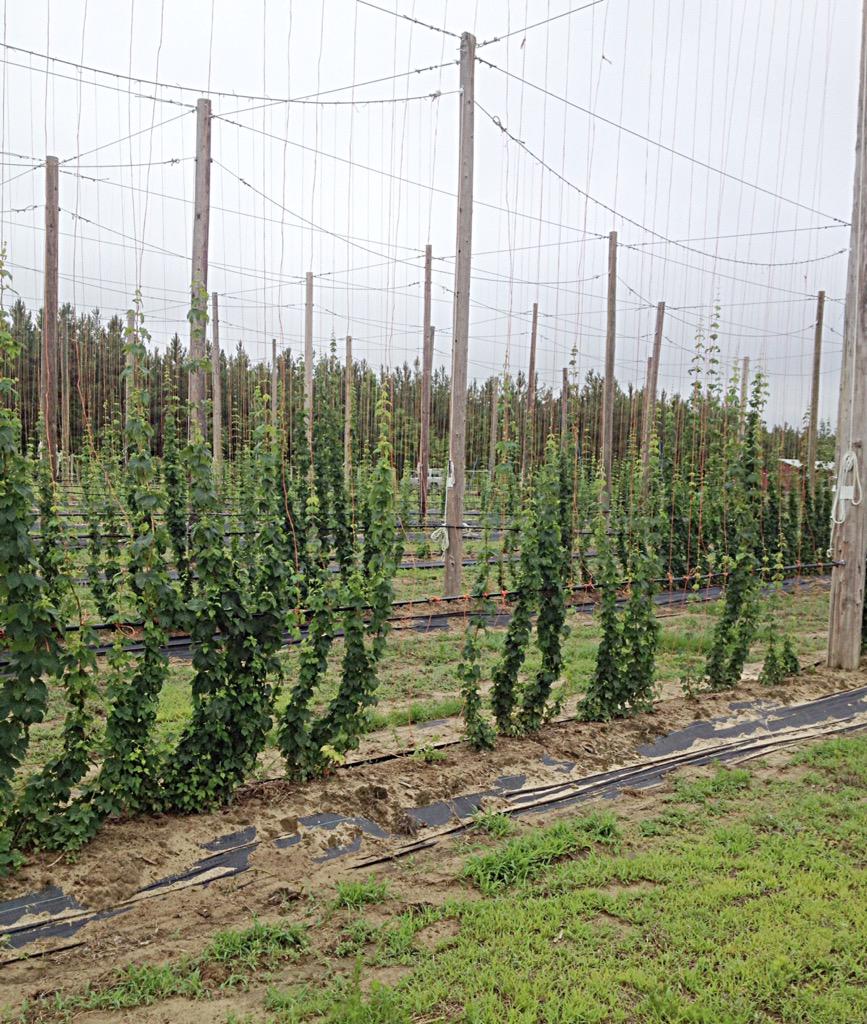 cardinalpine's tweet image. Stopped by the #hops yard earlier today. #NCgrown #ncbeer #northcarolina #nchops