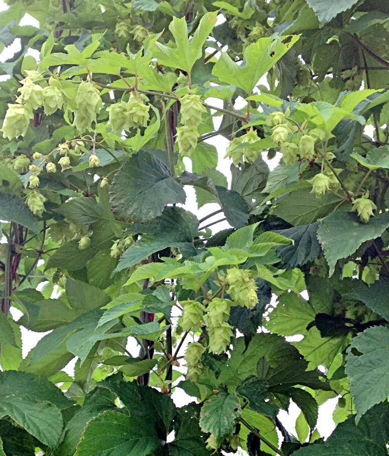 cardinalpine's tweet image. Stopped by the #hops yard earlier today. #NCgrown #ncbeer #northcarolina #nchops