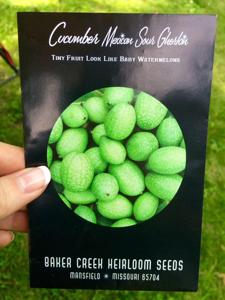 thefreckledrose's tweet photo. Planted these today😃🌱☀️ @rareseeds #rareseeds #gardenchat #cucamelon #vegetablegardening http://t.co/hCJsJouabe