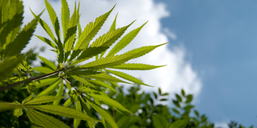 Leafly's tweet photo. 20 years for growing legal #cannabis?! Sign the #petition &amp; support the Kettle Falls Five! http://t.co/nnbZPXP9r3 http://t.co/4S4C9iIIzU