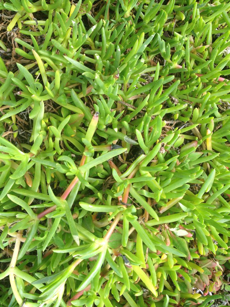 chris scott tweet media