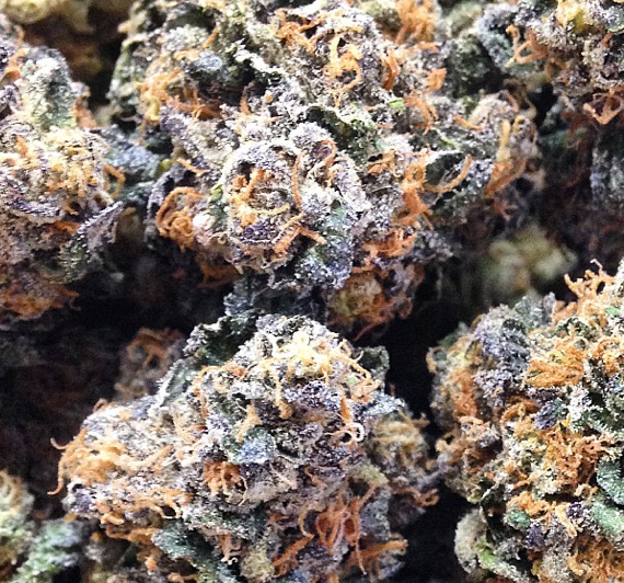 TheBakeree's tweet photo. #SunsetSherbert CookieFam Certified exclusively @TheBakeree http://t.co/mAxIrk2V5O