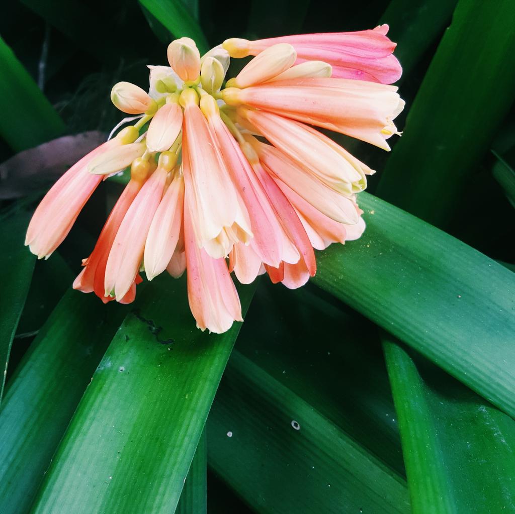ripewords's tweet photo. #vscocam @givemesam @Photoh_Aus Great photo session today with Sam at Royal Botanic Gardens Melbourne. http://t.co/l1eRj4INr9