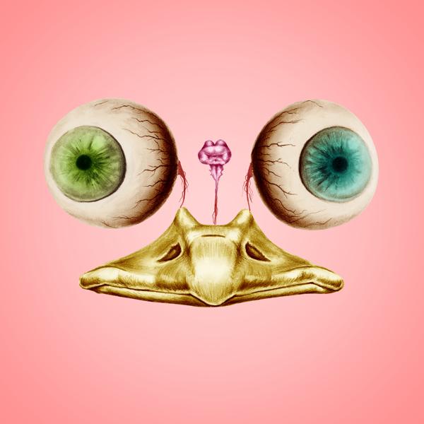 головной мозг. зрение и мозг. необычная форма зрачка. мозг страуса меньше глаза. эпифиз головного мозга анатомия.