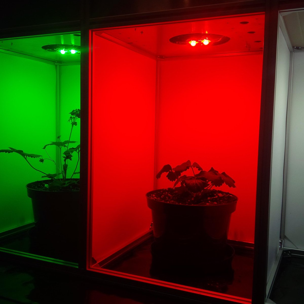 JDSiteman's tweet photo. Strawberry tests are underway at #CESRF so it is only a matter of time for the recipe reality. #CEA #LED #ag365 http://t.co/fbRE8TGsP3