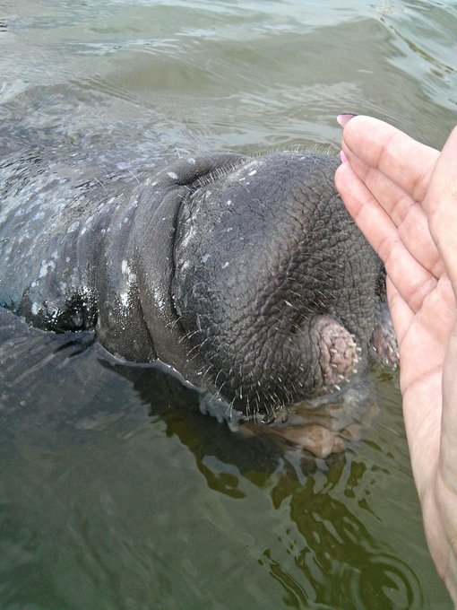 In my kayak 2day, an 800+ manatee followed me 4 a hour. Wanted 2keep being touched. Maybe thinking I<a href="/tag/amazing"class="tags"><span>#amazing</span></a>
