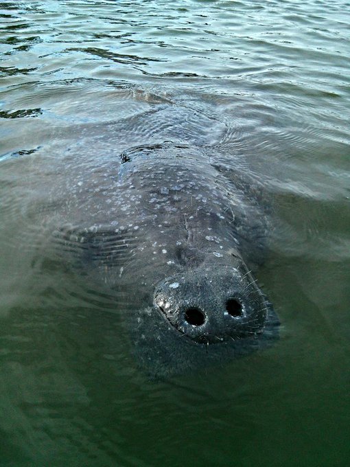 In my kayak 2day, an 800+ manatee followed me 4 a hour. Wanted 2keep being touched. Maybe thinking I<a href="/tag/amazing"class="tags"><span>#amazing</span></a>