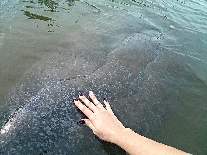 In my kayak 2day, an 800+ manatee followed me 4 a hour. Wanted 2keep being touched. Maybe thinking I<a href="/tag/amazing"class="tags"><span>#amazing</span></a>