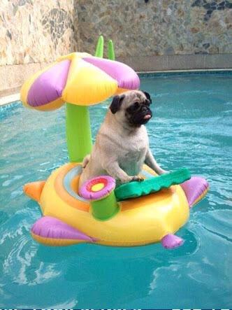 PoolAide tweet picture