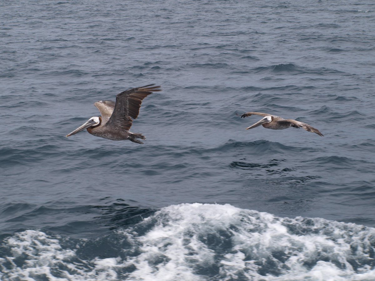 Stephan's #marinequiz: what made the US #BrownPelicans almost #extinct 40 years ago? Photo from #Monterey Bay, CA