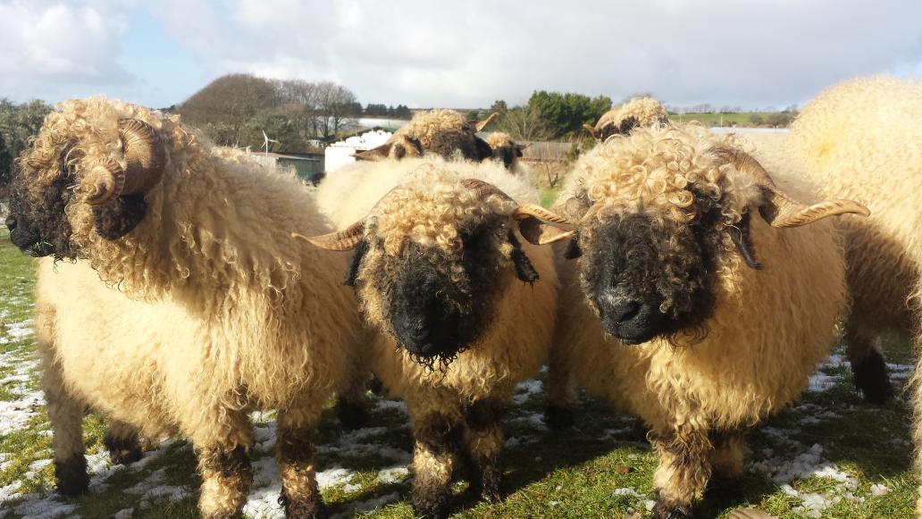 MoorViewAlpacas's tweet image. last day at @RCSupdate come and see us in sheep tent Pen 195 with penny !! @BBCCornwall @piratefm #RoyalCornwallShow
