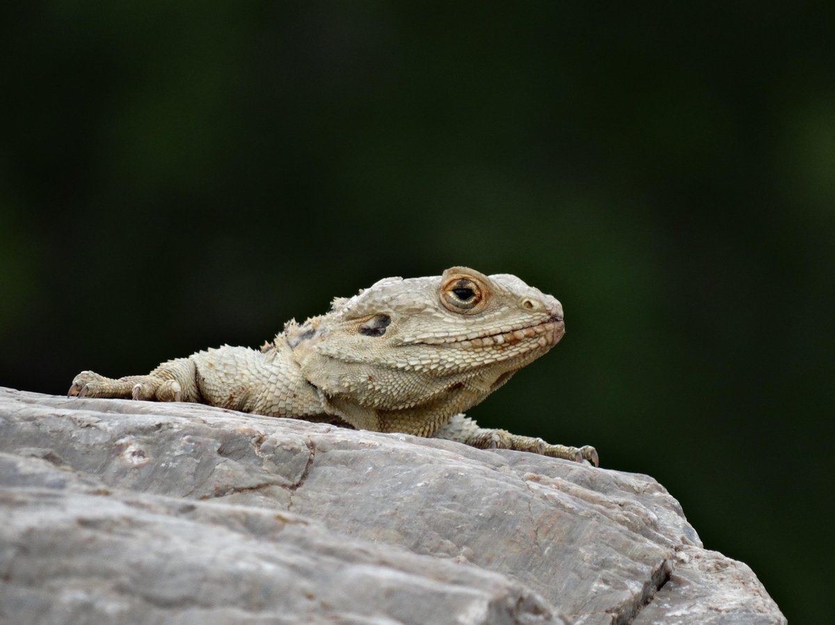 Ewing_birds's tweet image. Starred Agama, absolutely everywhere in our study area #roadrunners #rollerresearch