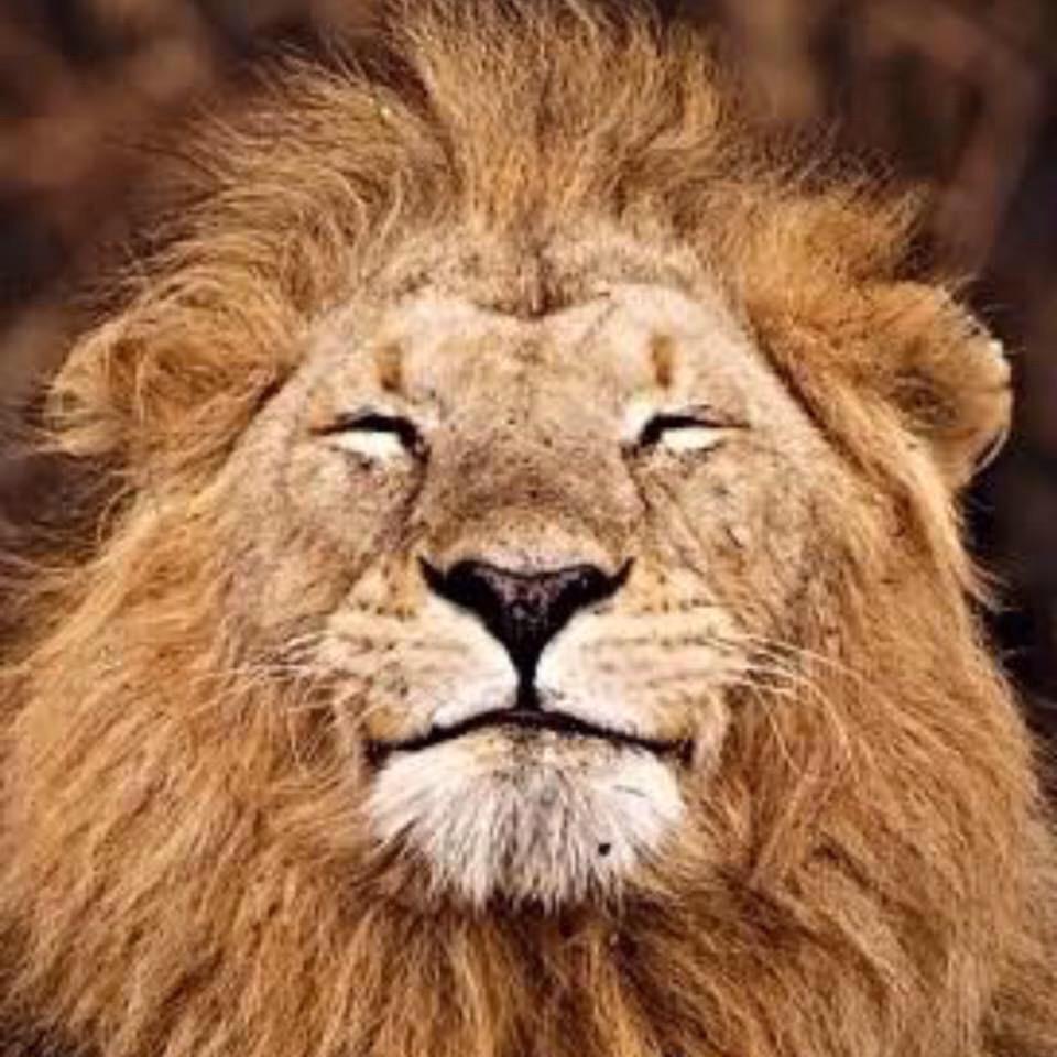 You can be as brave and proud as you like ... No one can stop you. #love #family #honor #leolion