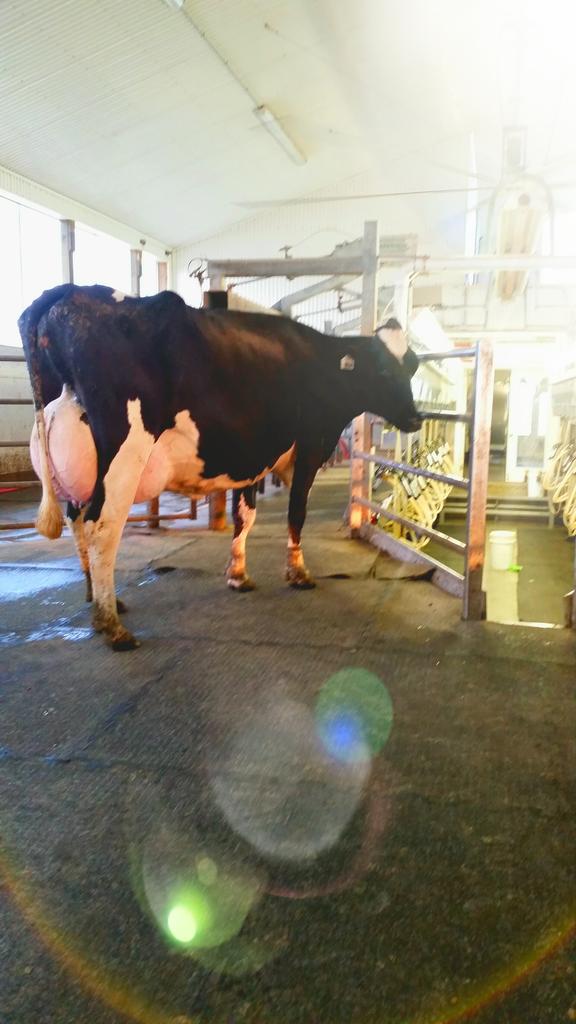 VelstarDairy's tweet photo. Beauty night for milking!! #threeX http://t.co/BiRoDzIT0s