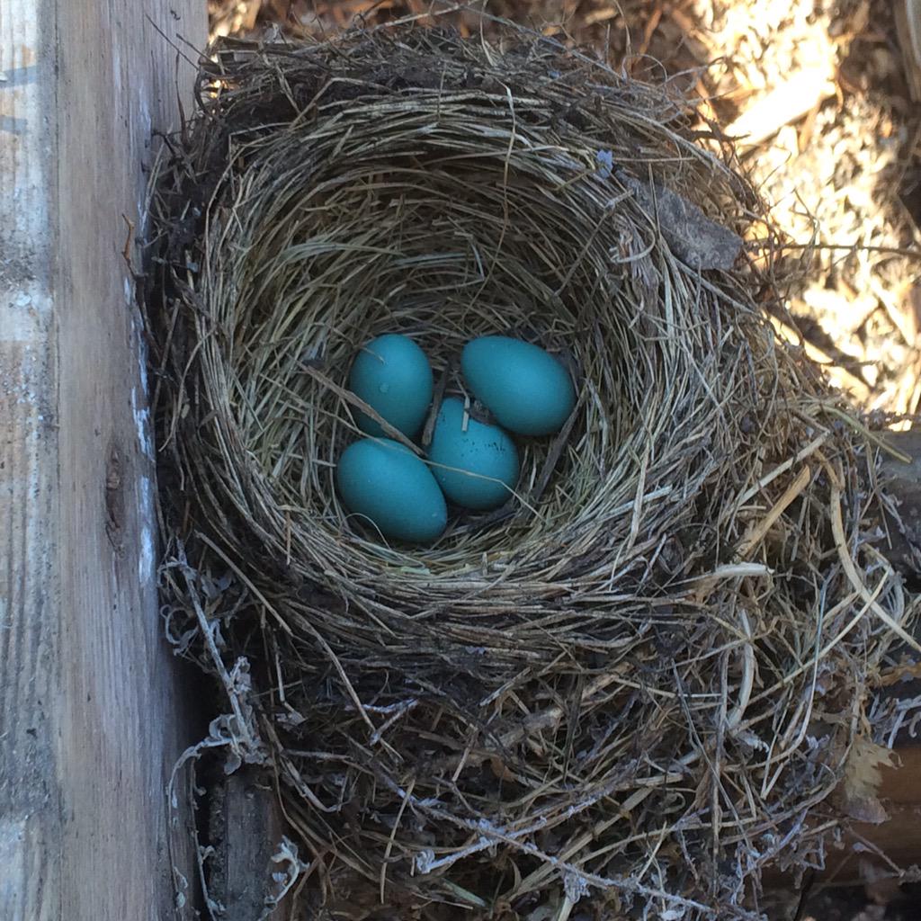 Tina O'Connor (@tinaisthatgirl) on Twitter photo A #treasure under our #deck #robins #nest #newlife #yyc #nature #picoftheday #acreageliving #bethatgirl <a href="/BeThatBooks/">BeThatBooks</a> A #treasure under our #deck #robins #nest #newlife #yyc #nature #picoftheday #acreageliving #bethatgirl <a href="/BeThatBooks/">BeThatBooks</a>