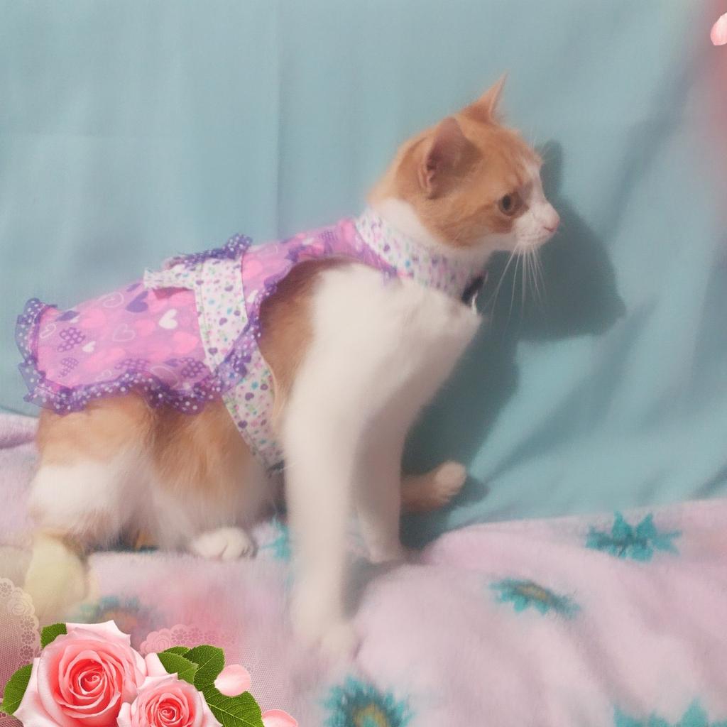 on Twitter: "Se venden vestidos para gatitas.Con muy suaves para q puedan saltar sin problemas.$15.000. http://t.co/H0o2r4jtgs" / Twitter