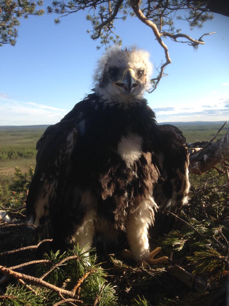 nasykka's tweet photo. #goldeneagle chick is #threatened bcaus #overlogging and #poaching #climate n #weather caus harm #nature #bird #eagle http://t.co/g1qrTDuOL8