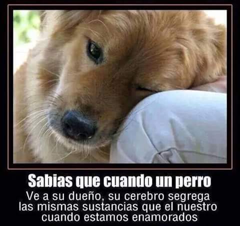 MG_HOGARES's tweet photo. Cuando un perro ve a su dueño,  su cerebro segrega las mismas sustancias que cuando nosotros estamos enamorados ♡♥ http://t.co/K4AZE1zt4n