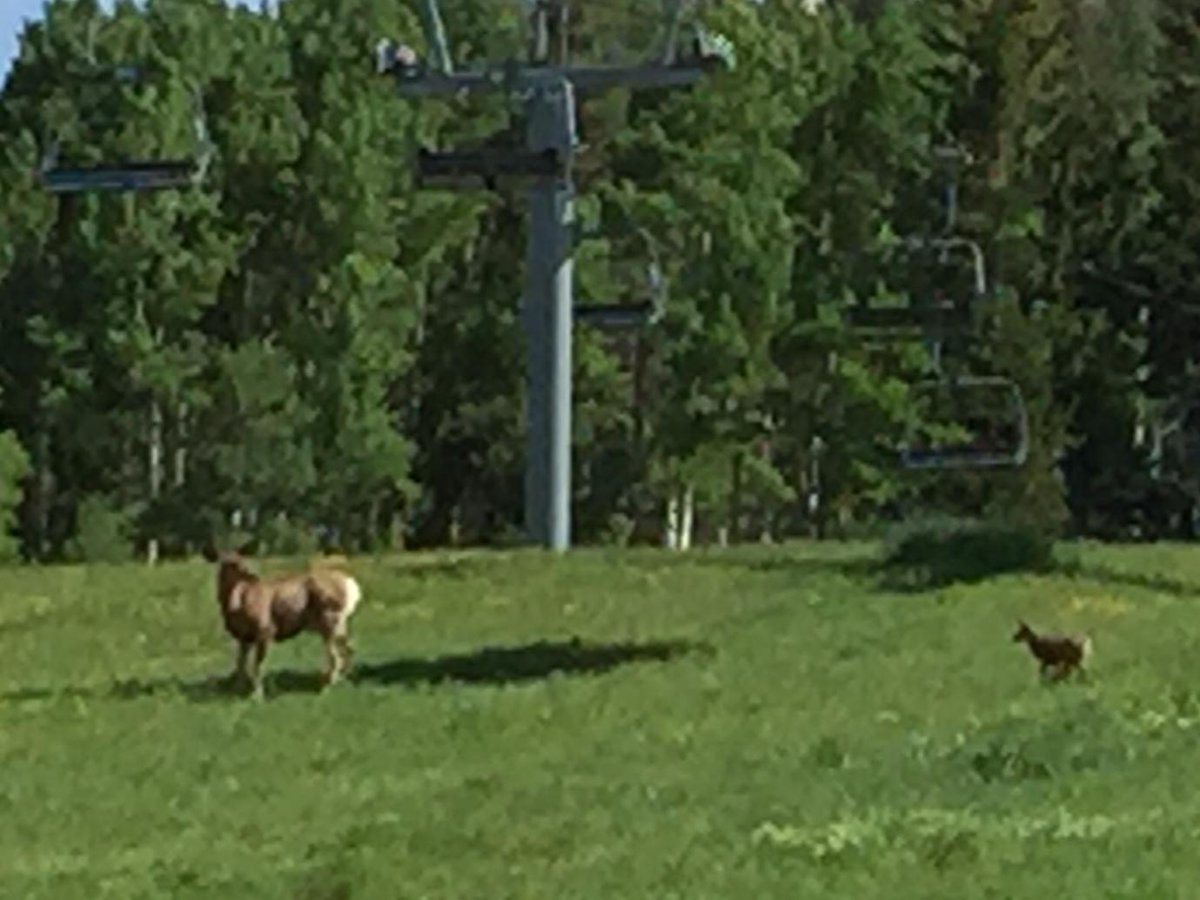 MemphisOscar's tweet photo. Some four legged friends at @CockerellDP #practicalsymposium http://t.co/W4nuWxDjDt