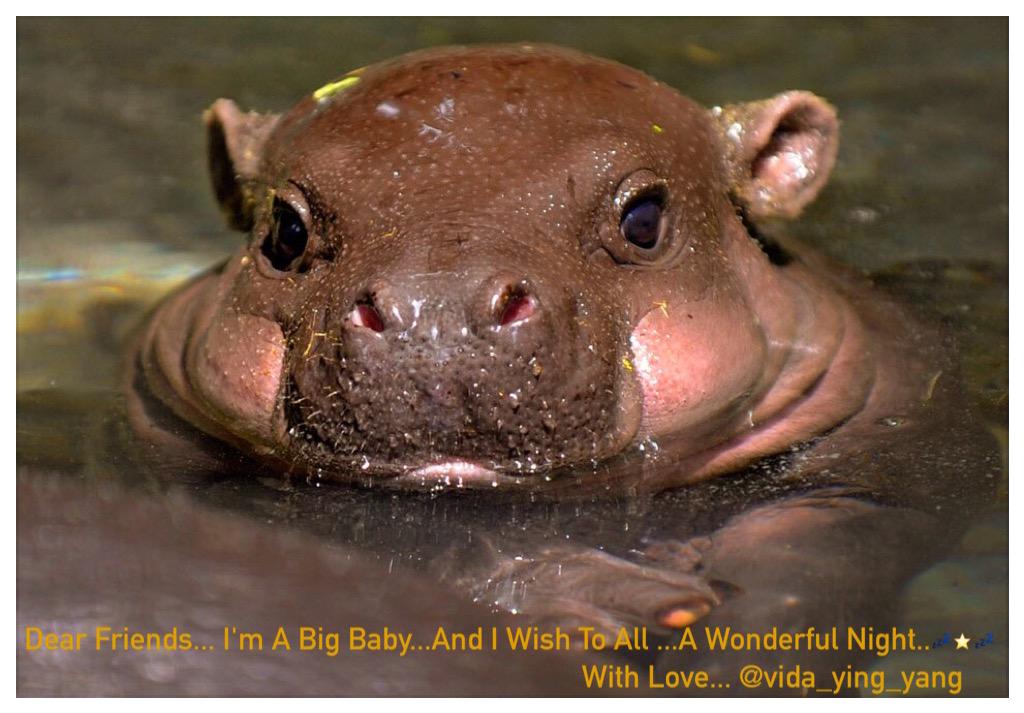 vida_ying_yang's tweet image. Hugs... 🌻❤️😊