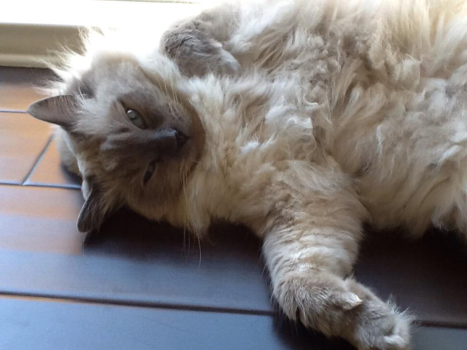 SkipitoFriskito's tweet image. Nappy boy...