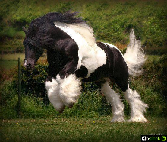 copet2020's tweet image. nice horse