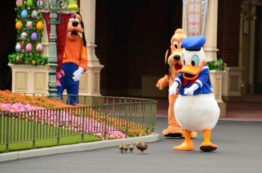 AngelaTsoukalas's tweet photo. Awwww, Donald Duck found his family 😍😍😍 @DisneyParks @Disney @Disneyland http://t.co/IVNeE4q1tK