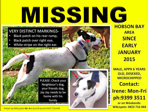wallpetslost's tweet photo. 6 months missing. Altona North/Newport area. http://t.co/CTQglndbub