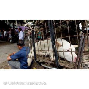 Vandiekins22's tweet image. #StopYulin2015 PLEASE HELP. The images are hard to look at but please don't turn away. Sign.
whosay.com/l/QTcaHOs