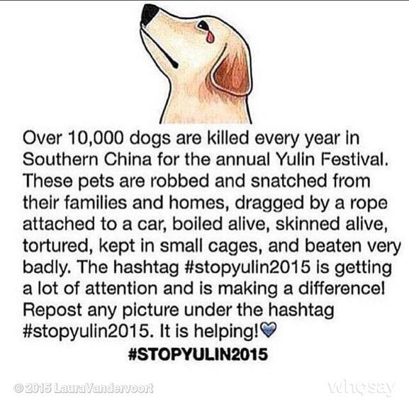 Vandiekins22's tweet image. #StopYulin2015