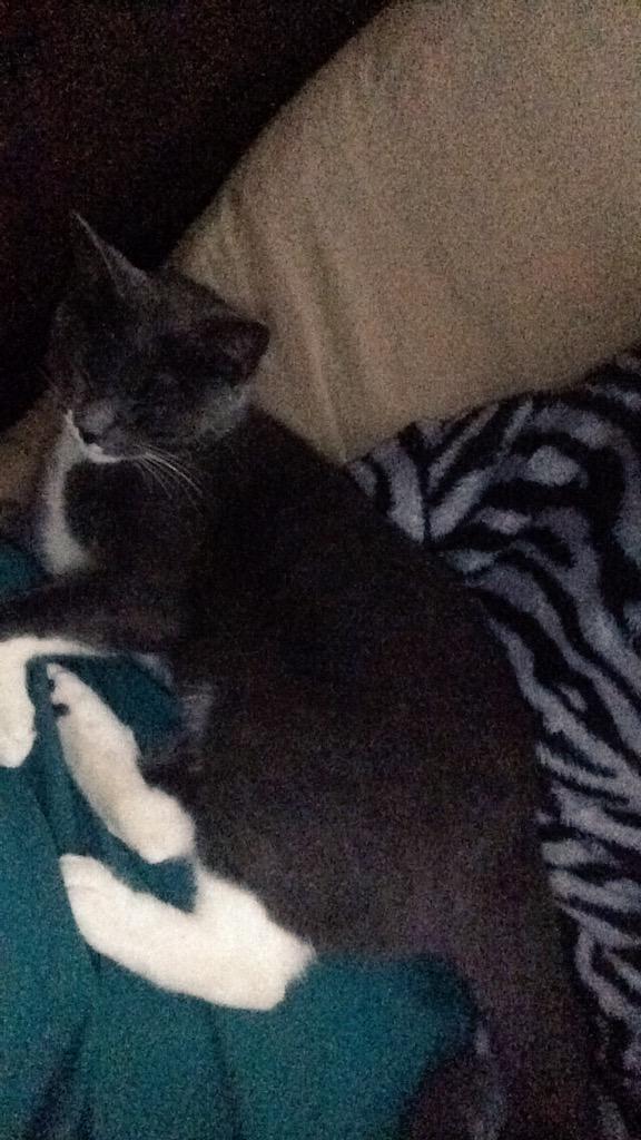 iGo_oinkers's tweet image. Fuck all this #WhitePrivilege can we talk about #catprivilege and how she feels she can take naps all damn day 😒