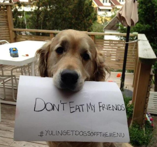 kawaiiestbich's tweet image. #YulinGetDogsOffTheMenu #StopYulin #STOPHUMANS #StopYuLin2015