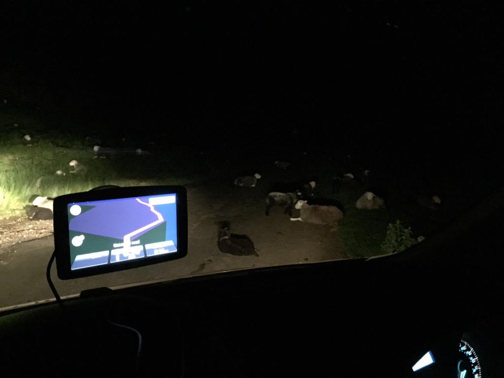 Digital3Peaks's tweet photo. Unique road hazards!!! http://t.co/O51zqLJWZB