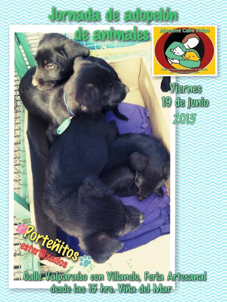 Acógeme Bienestar Animal tweet media