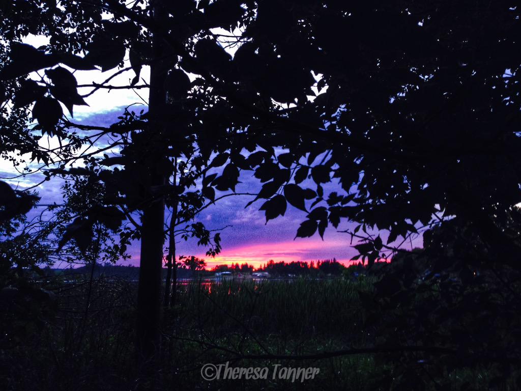 treetanner's tweet photo. Looking thru the trees onto Alix lake about 10 mins ago #keep_exploring #alberta #wx http://t.co/KAE7nnfmHo