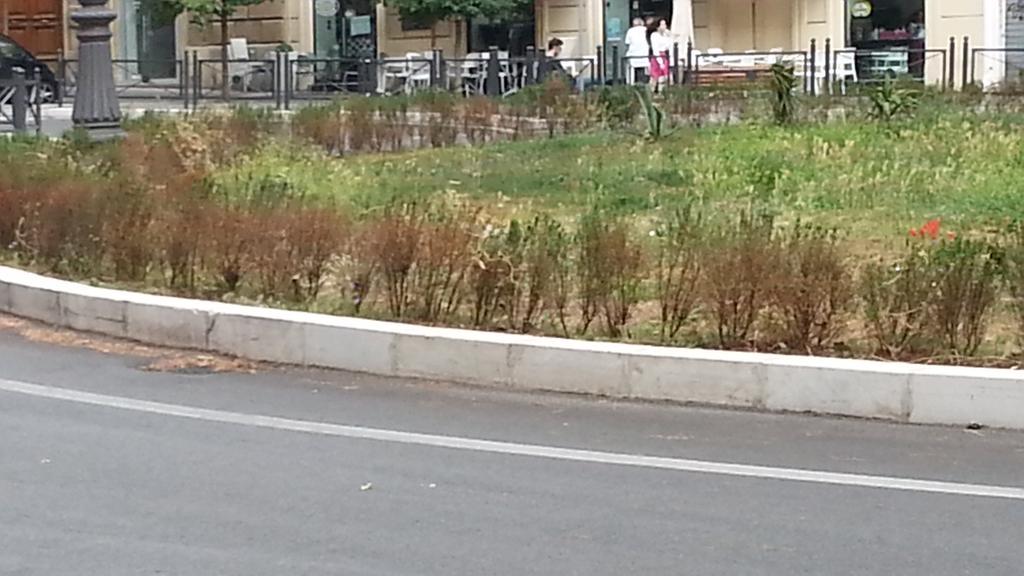 vloprino's tweet image. Pzza Istria fatta 3 mesi fa e mai più curata. tutto secco. #pippe @ignaziomarino @estellamarino @orfini