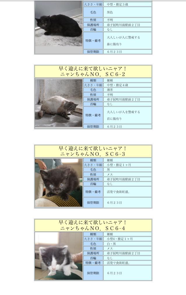 北海道 保健所 里親募集 コロナに負けるな 北海道の飲食店応援 釧路保健所さんhpより迷子猫 のお知らせです ほんとに迷子 という子もいますので 里親さん希望される方は掲載期限を要チェック願います 拡散希望 迷子 釧路 猫 迷子 動物愛護