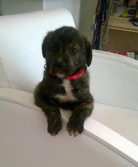 patilibirdost's tweet photo. Bugun bu bebeğe yuva bulalım mı dişi 1.5 aylık golden melezi adı bella 5354263295 #antalya http://t.co/yzEh4YBKC4