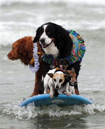 Собачка на отдыхе. Джек-рассел-терьер. Отдыхающие собаки. Собака на пляже. Собака на пляже.